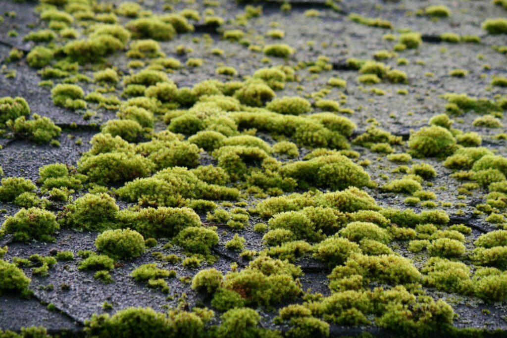 Home Inspection Tips: Roof Health and Moss Control