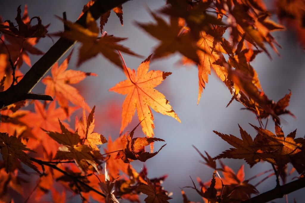 maple, leaves, fall-1415541.jpg