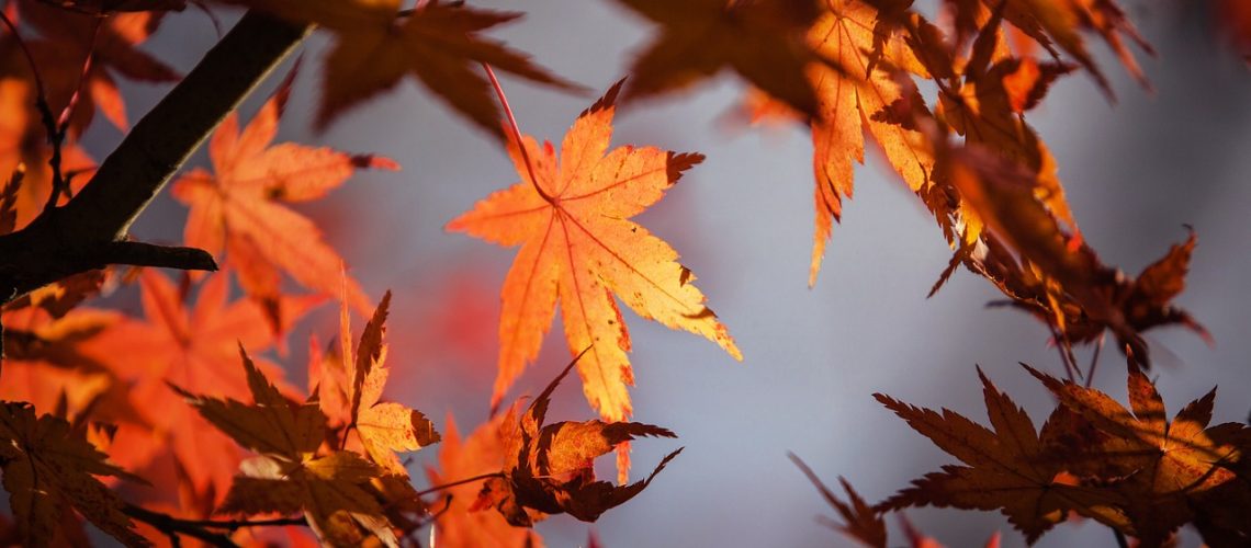 maple, leaves, fall-1415541.jpg