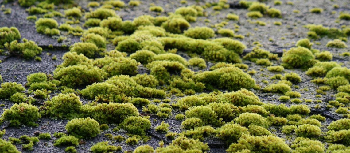 moss-5098446_1920